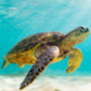 Meet your Posher, Jack